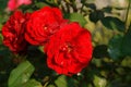 Bright crimson red roses of the `Lilli Marleen` Bush Rose variety in the garden Royalty Free Stock Photo