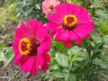 Bright crimson zinnias.