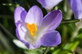 Bright crocus flower closeup in spring morning. Soft focus, shallow depth of field