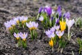 Bright crocus flowers bloom in spring in the garden