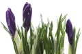 Bright crocus flowers, white background.