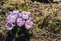 Bright crocus Pickwick and the bees in the spring Royalty Free Stock Photo