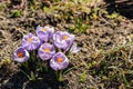 Bright crocus Pickwick and the bees in the spring Royalty Free Stock Photo