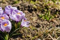 Bright crocus Pickwick and the bees in the spring Royalty Free Stock Photo