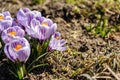 Bright crocus Pickwick and the bees in the spring