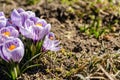 Bright crocus Pickwick and the bees in the spring Royalty Free Stock Photo