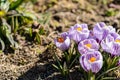 Bright crocus Pickwick and the bees in the spring