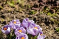 Bright crocus Pickwick and the bees in the spring Royalty Free Stock Photo