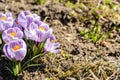 Bright crocus Pickwick and the bees in the spring Royalty Free Stock Photo