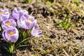 Bright crocus Pickwick and the bees in the spring