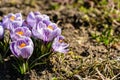 Bright crocus Pickwick and the bees in the spring Royalty Free Stock Photo