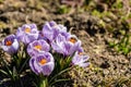 Bright crocus Pickwick and the bees in the spring Royalty Free Stock Photo