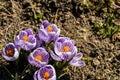 Bright crocus Pickwick and the bees in the spring Royalty Free Stock Photo