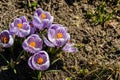 Bright crocus Pickwick and the bees in the spring Royalty Free Stock Photo