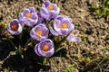 Bright crocus Pickwick and the bees in the spring Royalty Free Stock Photo