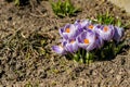 Bright crocus Pickwick and the bees in the spring Royalty Free Stock Photo