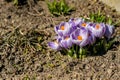 Bright crocus Pickwick and the bees in the spring