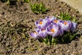 Bright crocus Pickwick and the bees in the spring Royalty Free Stock Photo