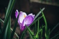 Bright crocus under the sun