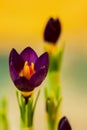 Bright crocus on vivid colorful background. Concept of spring, gardening, flowers