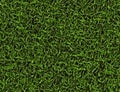 Bright curled lush green grass texture Royalty Free Stock Photo