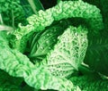 Bright curly savoy cabbage.