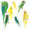 Bright cute beautiful jungle lovely yellow and green parrots watercolor Royalty Free Stock Photo