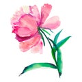 Bright cute lovely beautiful wonderful spring floral herbal pink peony isolated watercolor Royalty Free Stock Photo