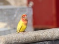 Bright, cute parrot sits on a cage Royalty Free Stock Photo