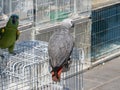 Bright, cute parrot sits on a cage Royalty Free Stock Photo