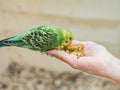 Bright, cute parrot and a young woman Royalty Free Stock Photo