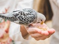 Bright, cute parrot and a young woman Royalty Free Stock Photo