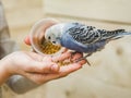 Bright, cute parrot and a young woman Royalty Free Stock Photo