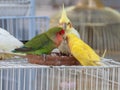 Bright, cute parrots. Close-up, outdoor. Day light