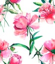 Bright cute tender lovely beautiful wonderful spring floral herbal pink peony with green leaves and buds watercolor hand illustrat Royalty Free Stock Photo