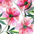 Bright cute tender lovely beautiful wonderful spring floral herbal pink peony with green leaves and buds watercolor hand illustrat Royalty Free Stock Photo