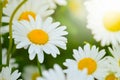 Bright daisy flowers on a sunny day on the lawn