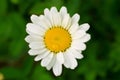 Bright daisy with yellow core closeup at summer