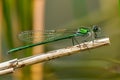 bright damselfly resting on a water reed