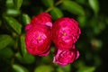 Bright dark fragrant rosebuds bloom in spring Royalty Free Stock Photo