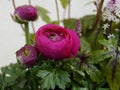 bright dark pink ranunculus flowers covered with rain drops