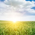 Bright dawn over corn field.