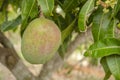 Julie Mango Fruit On Tree Royalty Free Stock Photo