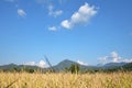 Tropical tree leaves with branches and sunlight on white isolated backgroundBlue sky white fuffly clouds