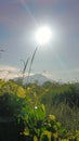 Bright daylight with vegetation on the forefront and mountain at the background Royalty Free Stock Photo