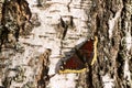 On the trunk of a birch sits a bright butterfly `mourning cloak`. Royalty Free Stock Photo