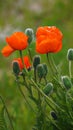 A bright decoration of the fields is a poppy flower