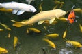 Bright decorative fish jumping out of the pond, Singapore