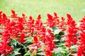 Bright decorative red flovers
