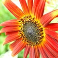 Red and bright decorative sunflower close-up